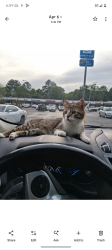 Lost Male Cat last seen Douglas High School, Atlanta, GA 30318