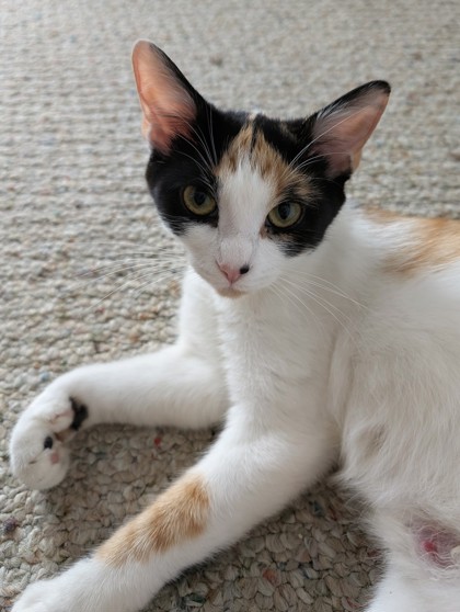 Shelter Stray Female Cat last seen Near Ridge Creek Dr Clarkston, GA 30021, 30021, GA, 3280 Chamblee Dunwoody Rd, Chamblee, GA 30341, USA