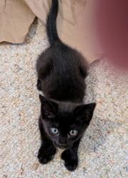 Shelter Stray Male Cat last seen Near Ridge Creek Dr Clarkston, GA 30021, 30021, GA, 3280 Chamblee Dunwoody Rd, Chamblee, GA 30341, USA
