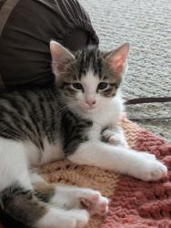 Shelter Stray Male Cat last seen Near Ridge Creek Dr Clarkston, GA 30021, 30021, GA, 3280 Chamblee Dunwoody Rd, Chamblee, GA 30341, USA