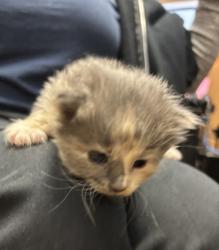Shelter Stray Female Cat last seen Near Peachtree Industrial Blvd 30360, 30360, GA, 3280 Chamblee Dunwoody Rd, Chamblee, GA 30341, USA
