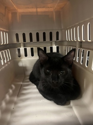 Shelter Stray Unknown Cat last seen Near Radford Loop, Fairburn, GA, 1251 Fulton Industrial Blvd NW, Atlanta, GA 30336, USA