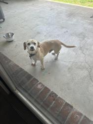 Found/Stray Male Dog last seen misty wind broussard, Broussard, LA 70518
