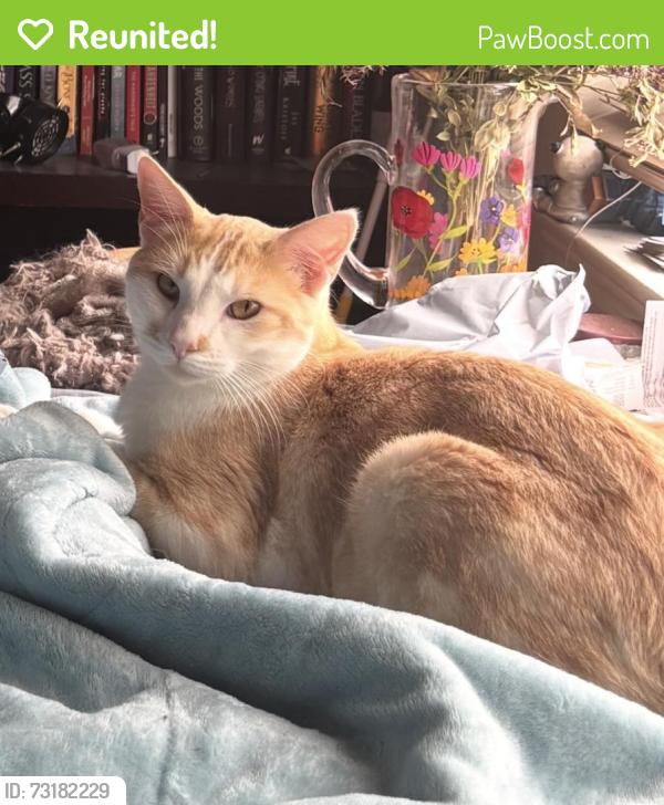 Reunited Male Cat last seen Solitaire Lane., Aliso Viejo, CA 92656