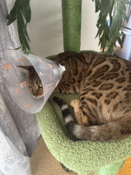 Lost Female Cat last seen Châtaigniers street, Pincourt, QC J7W 0C5
