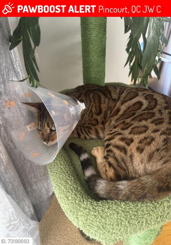 Lost Female Cat last seen Châtaigniers street, Pincourt, QC J7W 0C5