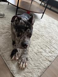 Found/Stray Male Dog last seen Cedar lane and botetourt rd, Newport News, VA 23601