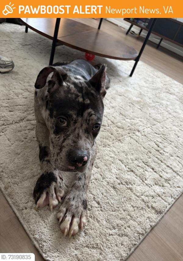 Found/Stray Male Dog last seen Cedar lane and botetourt rd, Newport News, VA 23601