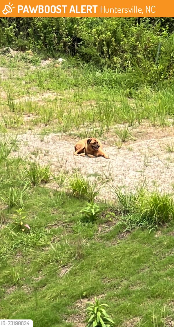 Found/Stray Unknown Dog last seen Near Tadeo Dr, Huntersville, NC 28078