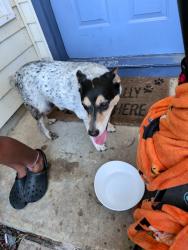 Reunited Male Dog last seen Greenspring & Greenfield Dr, Arlington, TX 76016