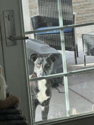 Found/Stray Male Dog last seen Avenue E and 10th W in the desert by an abandoned hse., Lancaster, CA 93534
