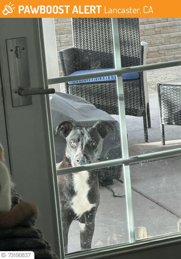 Found/Stray Male Dog last seen Avenue E and 10th W in the desert by an abandoned hse., Lancaster, CA 93534