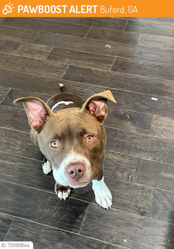 Found/Stray Male Dog last seen Old Hamilton mill road, Buford, GA 30518