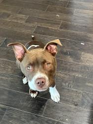 Found/Stray Male Dog last seen Old Hamilton mill road, Buford, GA 30518