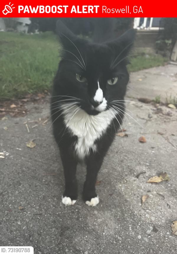 Lost Male Cat last seen Upper Hembree road, Roswell, GA 30076