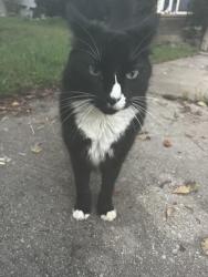 Lost Male Cat last seen Upper Hembree road, Roswell, GA 30076