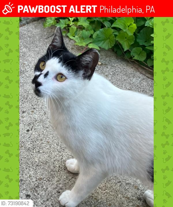 Lost Male Cat last seen N 50th and Market, Philadelphia, PA 19139