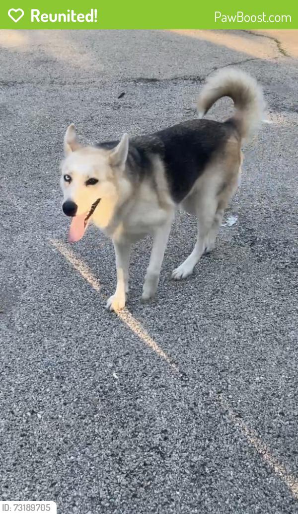 Reunited Female Dog last seen Near north raynor avenue, Joliet, IL 60436