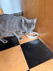 Reunited Male Cat last seen Near 24th Ave E, Seattle Washington 98112, Seattle, WA 98122