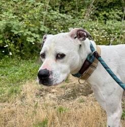 Shelter Stray Female Dog last seen SE 122nd and Powell, PORTLAND, OR, 97236, 1700 W Historic Columbia River Hwy, Troutdale, OR 97060, USA