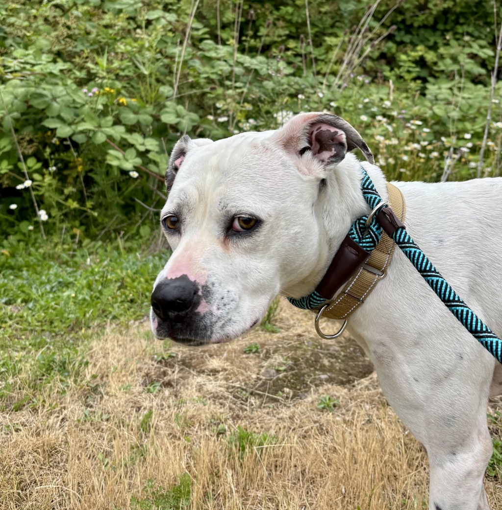 Shelter Stray Female Dog last seen SE 122nd and Powell, PORTLAND, OR, 97236, 1700 W Historic Columbia River Hwy, Troutdale, OR 97060, USA