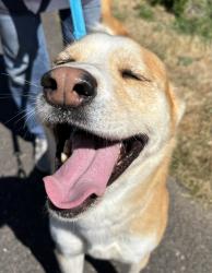 Shelter Stray Male Dog last seen RETURN, PORTLAND, OR, 97217, 1700 W Historic Columbia River Hwy, Troutdale, OR 97060, USA