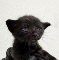 Shelter Stray Male Cat last seen Melotte St, San Diego, CA, 92119, 5500 Gaines St, San Diego, CA 92110, USA