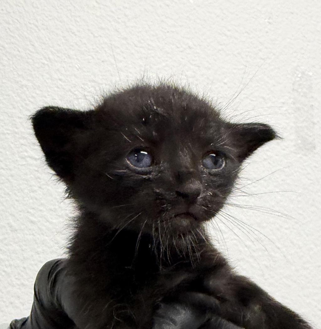 Shelter Stray Male Cat last seen Melotte St, San Diego, CA, 92119, 5500 Gaines St, San Diego, CA 92110, USA