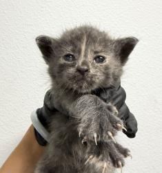 Shelter Stray Female Cat last seen Melotte St, San Diego, CA, 92119, 5500 Gaines St, San Diego, CA 92110, USA