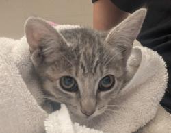 Shelter Stray Female Cat last seen Near intersection of K St and 36th St, San Diego, CA, 92102, El Cajon, CA 92020, USA