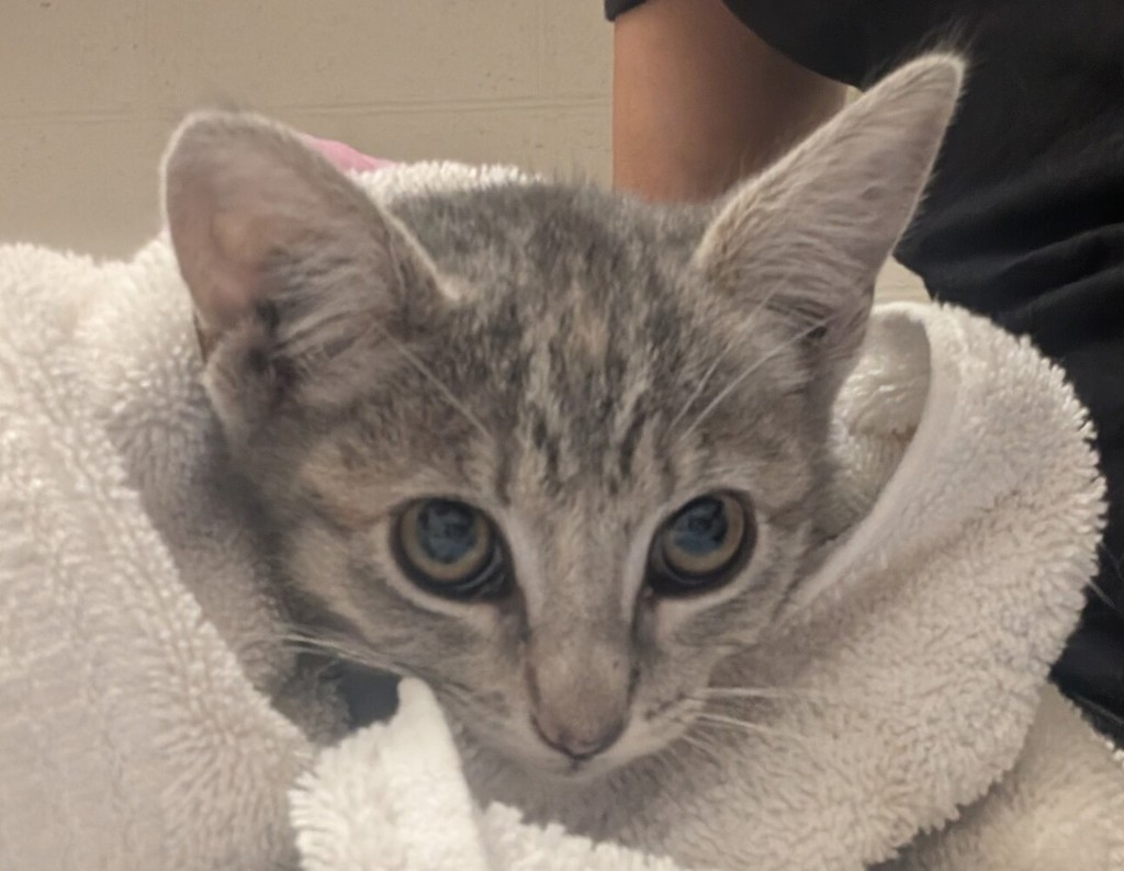 Shelter Stray Female Cat last seen Near intersection of K St and 36th St, San Diego, CA, 92102, El Cajon, CA 92020, USA