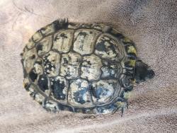 Shelter Stray Male Reptile last seen Near Activity Way, Oceanside, CA, 92056, Oceanside, CA 92058, USA