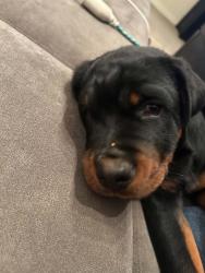 Lost Male Dog last seen Omaha and Hiawatha drive, Colorado Springs, CO 80915