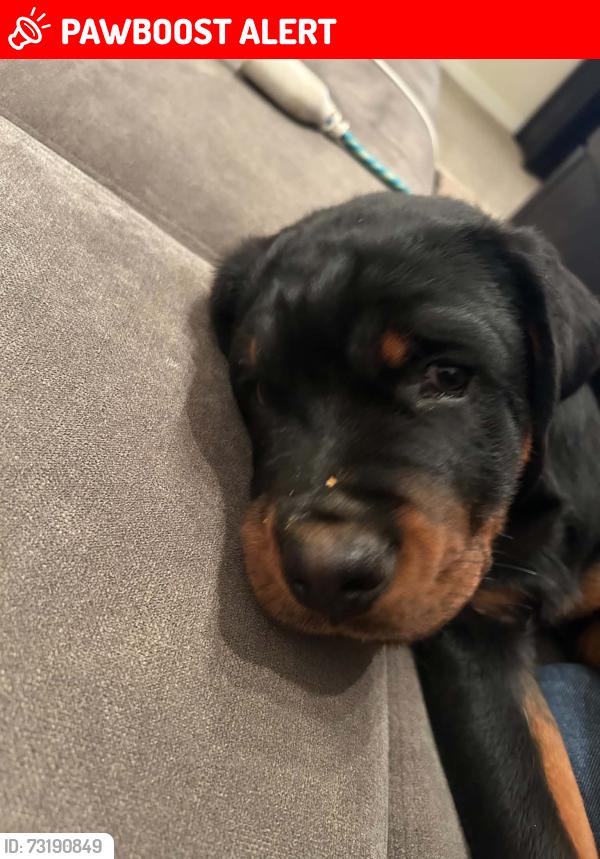 Lost Male Dog last seen Omaha and Hiawatha drive, Colorado Springs, CO 80915