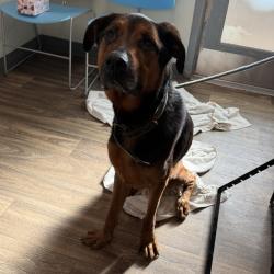 Shelter Stray Female Dog last seen Dairymart Road, San Diego, CA, 92154, 5500 Gaines St, San Diego, CA 92110, USA