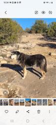 Lost Female Dog last seen Stampede and Heavenly Rain, Paulden, AZ 86334