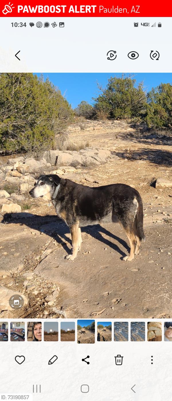 Lost Female Dog last seen Stampede and Heavenly Rain, Paulden, AZ 86334