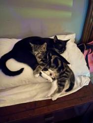 Reunited Female Cat last seen Trumbull marriot, Trumbull, CT 06611