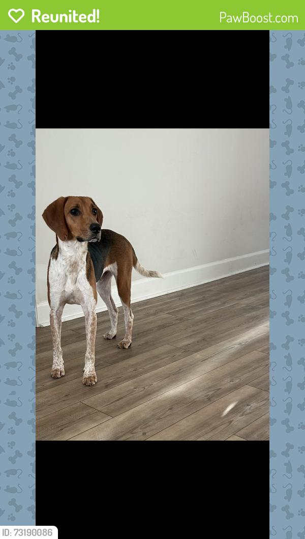 Reunited Male Dog last seen Between Prairie Lakes and Deerwood Acres Neighborhoods off of CR214., St. Augustine, FL 32084