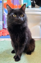Reunited Male Cat last seen Pottery and Tremont, Golden Pond, Eagle Crest, Melcher Street, Port Orchard, WA 98366