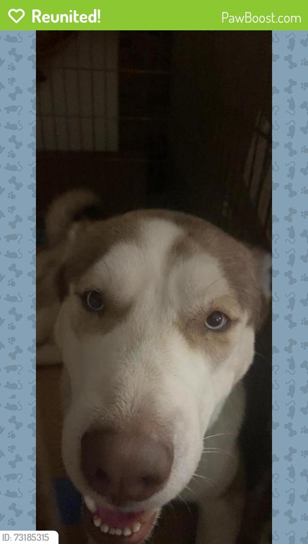 Reunited Male Dog last seen 3rd Ave 166th &167th st, The Bronx, NY 10462