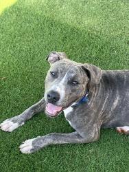 Found/Stray Female Dog last seen Frederick & 51st street, Coachella, CA 92236