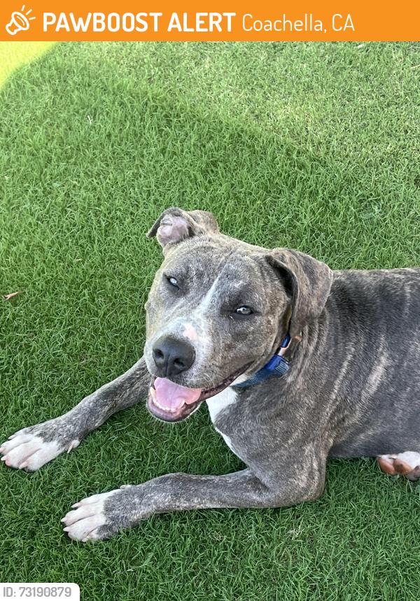 Found/Stray Female Dog last seen Frederick & 51st street, Coachella, CA 92236
