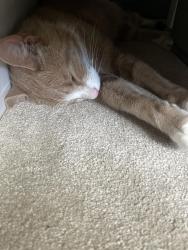 Reunited Male Cat last seen St Phillip’s church, Leicester, England LE5 5PB