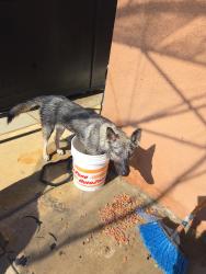 Found/Stray Female Dog last seen Baseline and Sierra way, San Bernardino, CA 92405