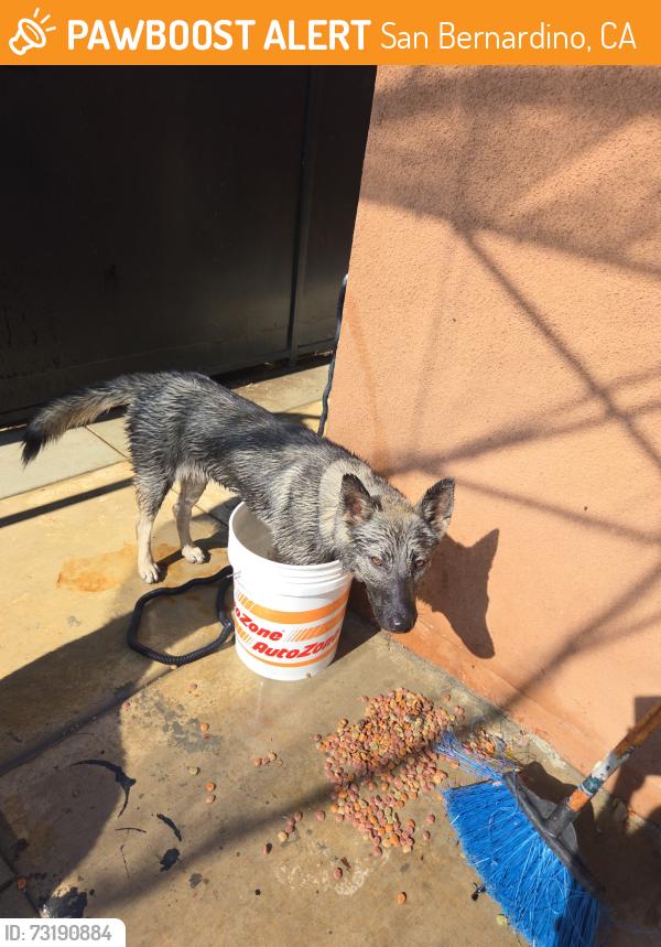 Found/Stray Female Dog last seen Baseline and Sierra way, San Bernardino, CA 92405
