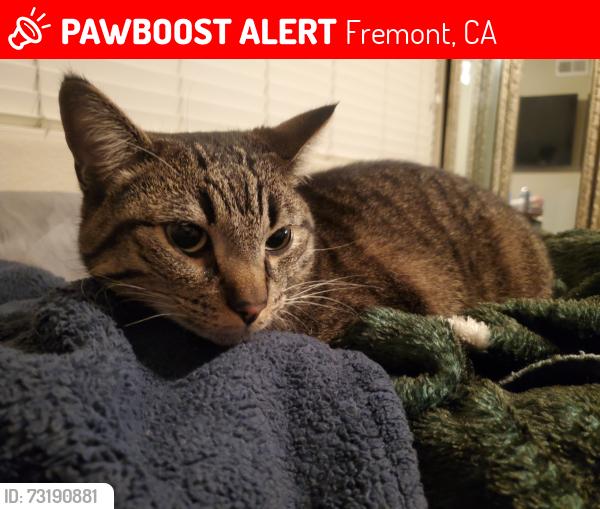 Lost Male Cat last seen Central ave and dusterberry, Fremont, CA 94536