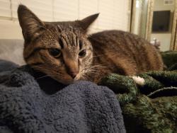 Lost Male Cat last seen Central ave and dusterberry, Fremont, CA 94536