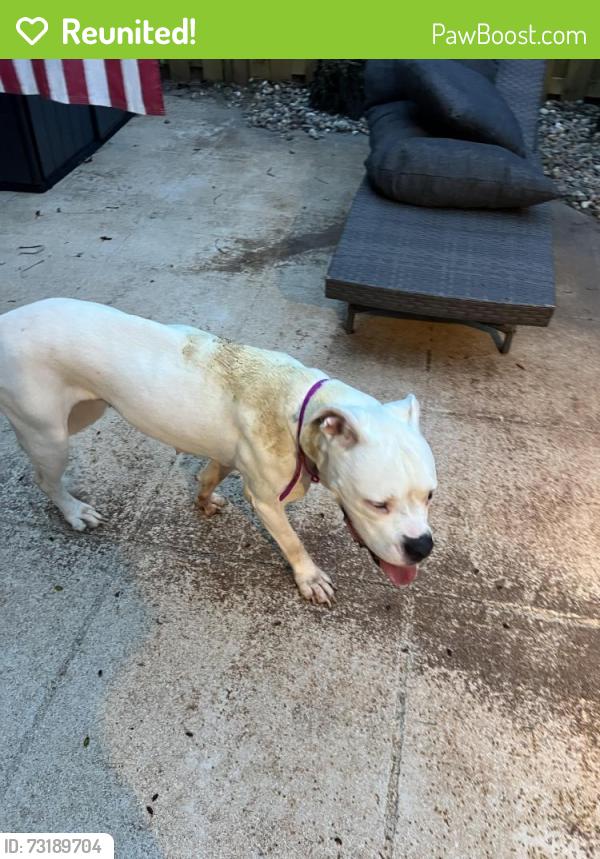 Reunited Female Dog last seen Florida Mango & 10th Ave, Lake Worth Beach, FL 33460
