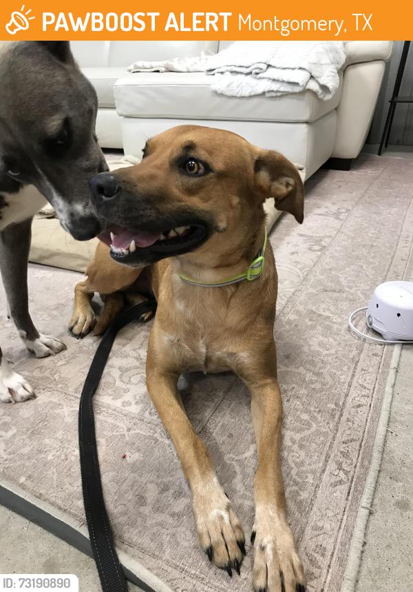 Found/Stray Female Dog last seen Hidden Forest Dr and 149, Montgomery, TX 77316
